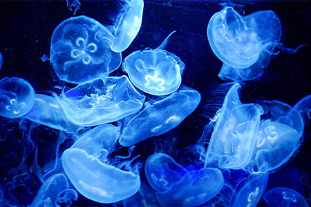 クラゲドリーム館