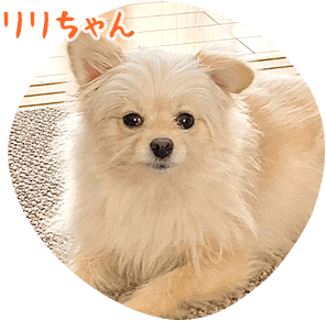 リリちゃん