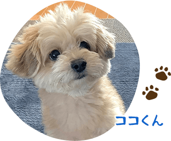 ココくん